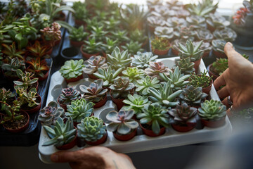 Male hands holding container with succulent plants in pots - obrazy, fototapety, plakaty