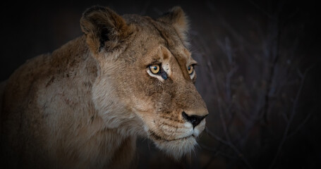 Lioness close up at dusk
Greater Kruger park, South Africa 