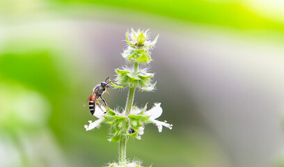 bee on a flower