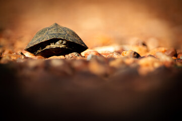 Serrated hinged terrapin 
Kruger park 
South Africa 