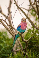 Birds of Kruger Park, South Africa
Lilac-breasted roller