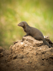 Dwarf mongoose Africa's smallest predatory mammal 
Greater Kruger Park 
South Africa 