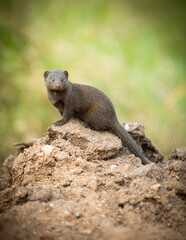 Dwarf mongoose Africa's smallest predatory mammal 
Greater Kruger Park 
South Africa 