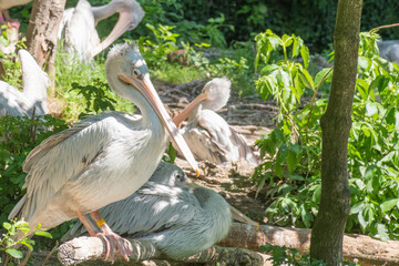 pink-backed pelicans in a zoo near to Nantes - France