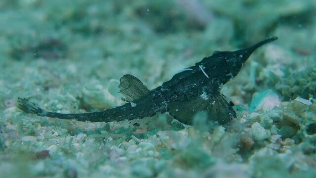 Armored Juvenile Slender Seamoth Pegasus Volitans with Long Narrow Nose Snout
