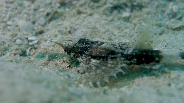 Adult Slender Seamoth Moves Eyes Rapidly Camouflaged Benthic Ocean Creature