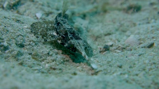 Slender Seamoth Moves Eyes Rapidly Searching for Food Benthic Ocean Creature