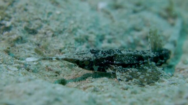 Long Nose Slender Seamoth Moves Eyes Rapidly Searching for Food Ocean Bottom