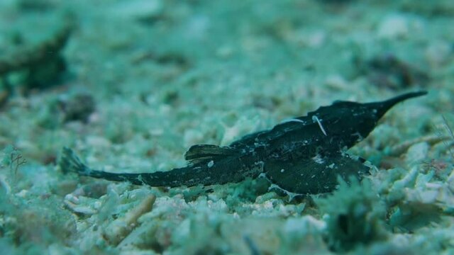 Bony Armored Juvenile Slender Seamoth Pegasus Volitans Searches for Food on Sand