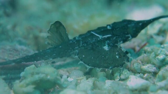 Bony Armored Juvenile Slender Seamoth Pegasus Volitans Walks Over Sandy Bottom