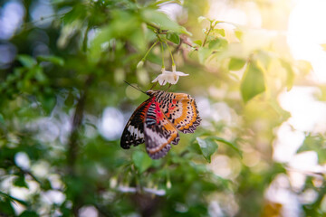 Butterfly in natural environment. Closeup, macro shot