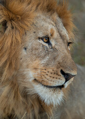 Lion portrait and close up
Greater Kruger Park, South Africa
