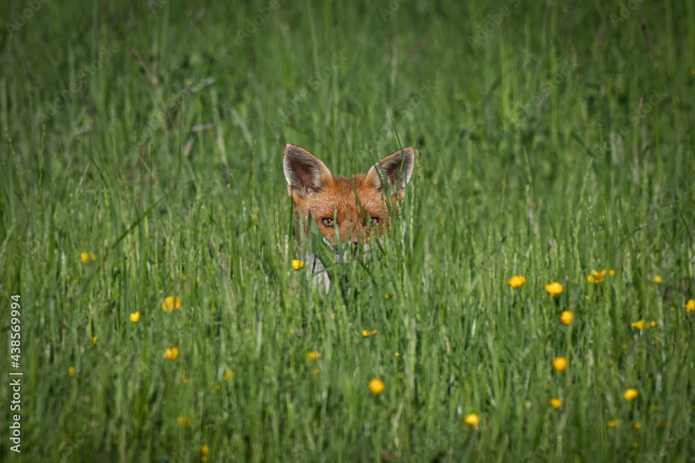 Poster a young fox lying in the grass with its ears and eyes showing staring at the camera