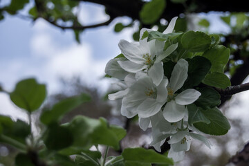 Branch filled with apple flowers