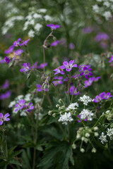 Purple meadow flowers surrounded by green grass
