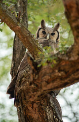 Birds of Kruger Park, South Africa
Verreaux's eagle owl 