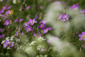 Midsummer flower surrounded by green grass and white flowers