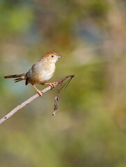 Birds of Kruger Park, South Africa
Rattling cisticola 