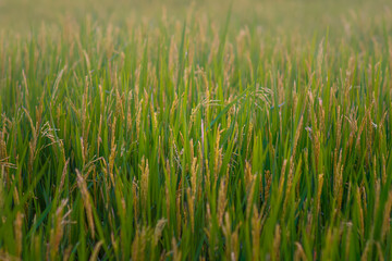 Green rice grows in water
