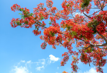 Red royal poinciana flowers bloom in summer sun and blue sky background