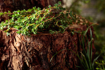 Uncultivated thyme in the forest.