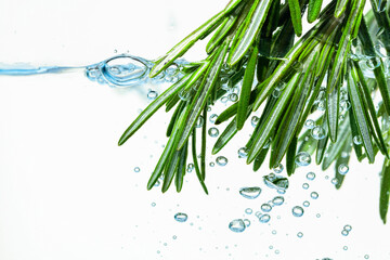 Rosemary bunch in water with bubbles.