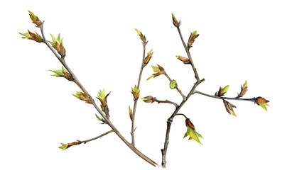 Spring branch of boxelder maple