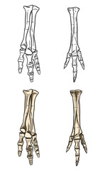 Tyrannosaurus fossilized foot hand drawn sketch image. Dinosaur reptile or bird leg fossil illustration drawing. Vector stock outline silhouette