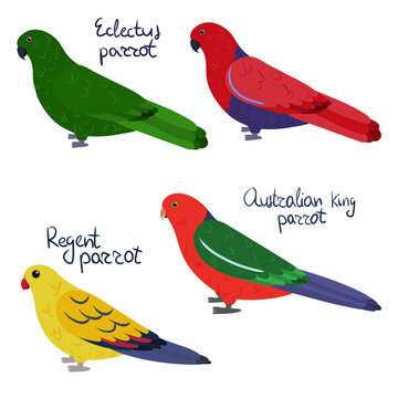 Set of parrot - Ecletus male and female , Australian king, regent, in cartoon style on white background. Vector hand drawn illustration.
