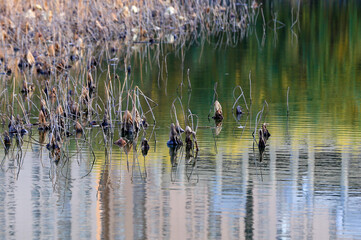 Broken lotus flowers,in the water