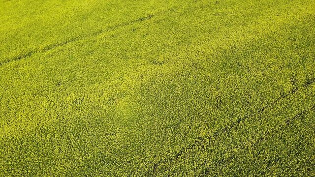 yellow rapeseed flower field sunny day with blue sky, sping time, shot from drone aerial