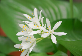 Fototapeta premium Cardwell lily or Northern christmas lily(soft focus), white flower and beautiful green leaves.it is commonly grown as an ornamental plant,native in Malay to north of Australia.