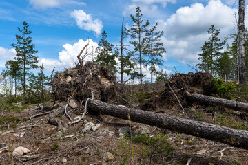 Trees felled fell in the forest after the storm hurricane. Strong wind broke and dropped the pine trees along with their roots.