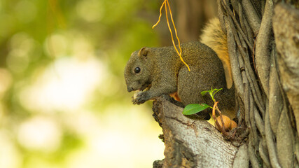 Red-bellied Tree Squirrel is sitting on trunk and eating longan. 