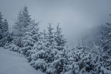 Branches of coniferous trees covered with heavy snowfall. Dark winter morning in Tatra Mountains, Poland. Selective focus on the plants, blurred background.