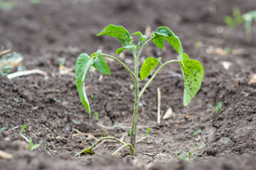 Young tomato seedlings with symptoms of a viral disease. Landing in the ground. Rooting seedlings.