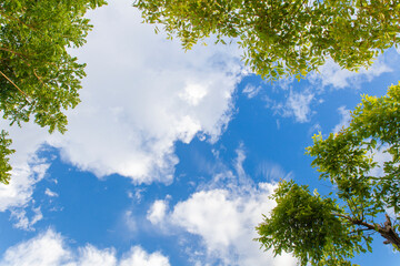 natural background bottom view of the trees stretch to the blue sky 
