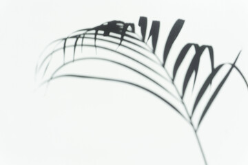 Shadow palm overlay background. Blurred shadow of a tropical branch of a palm tree on a white light wall on a sunny day.