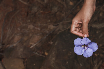 Close up of a hand holding a purple flower
