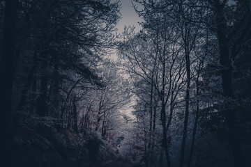 Fog and darkness on a frost covered forest during the winter