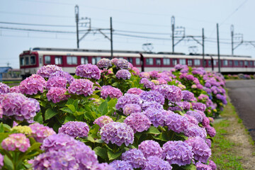 紫陽花の並木道と鉄道