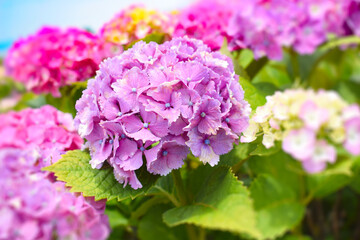 Fototapeta premium 満開の紫陽花の並木道