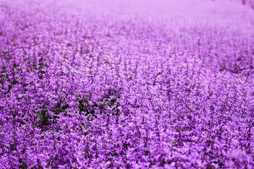 Obraz premium Close up of Catmint flower bush or Nepeta in full bloom