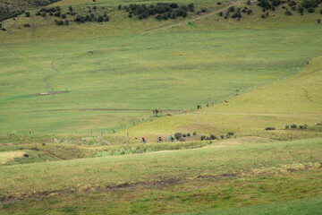 Fototapeta na wymiar Three people cycling the Otago Central Rail Trail among the vast green hills, showing the scale of people in the landscape.