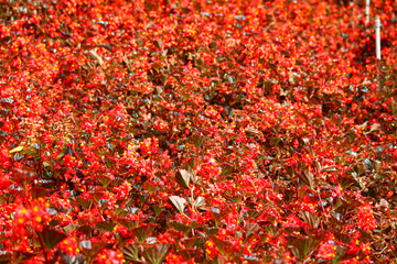 Field of red begonia flowers in Cameron Higlands in Pahang, Malaysia