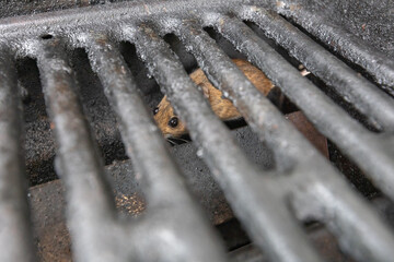 littel mouse behind a steel grid