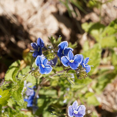 Blumen von Früher Ehrenpreis oder veronica praecox mit vier blassblau bis hellbläulich Kronblätter mit weisen dunklere Streifen auf und lange Staubblätter