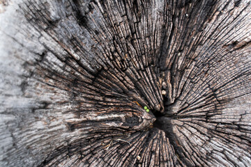 textura tronco madera