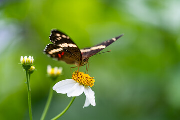 Fototapeta na wymiar mariposa en flor