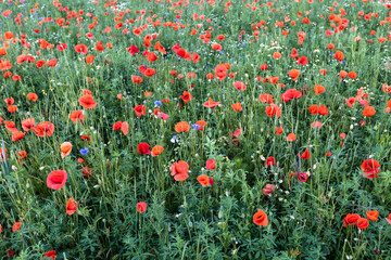 Fototapeta premium field of red poppies